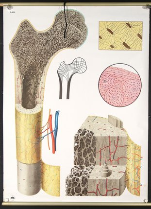 a diagram of bone structure