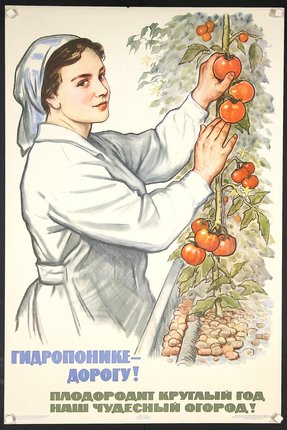 a woman picking tomatoes from a plant