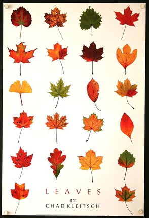 a poster of different colored leaves
