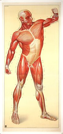 a diagram of a muscular man
