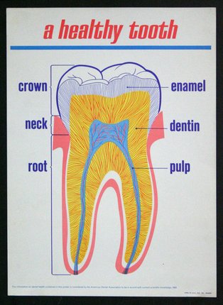 a diagram of a tooth