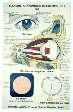 a diagram of the eye and the eye