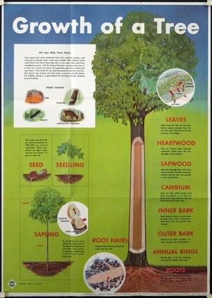 a poster showing the structure of a tree