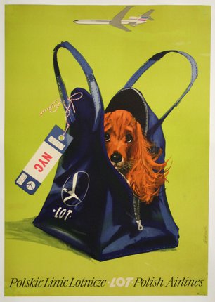 a dog in a bag