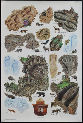 a poster of fossils and animals