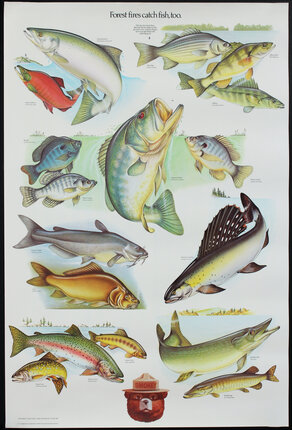 a poster of different fish