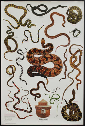 a poster of different snakes