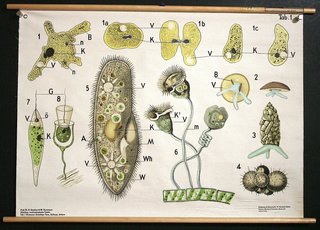 a diagram of a plant