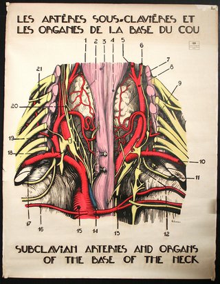a diagram of the human body