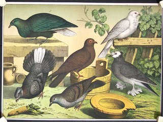 a group of birds in a garden