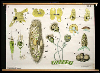 a diagram of a plant cell