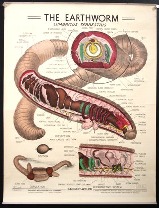 a diagram of a human body