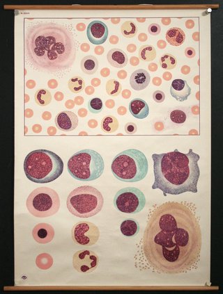 a poster with different colored circles and dots