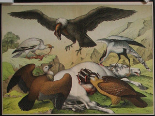 a painting of birds eating a animal