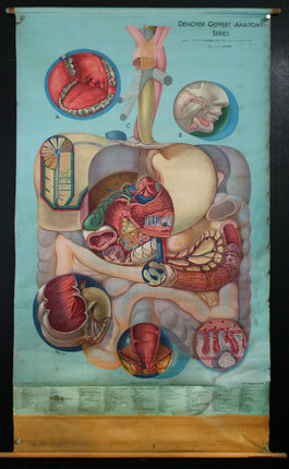 a diagram of the internal organs