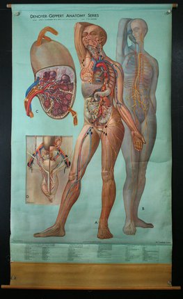 a diagram of a human body