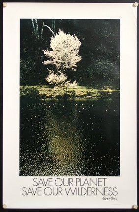 a tree in the water