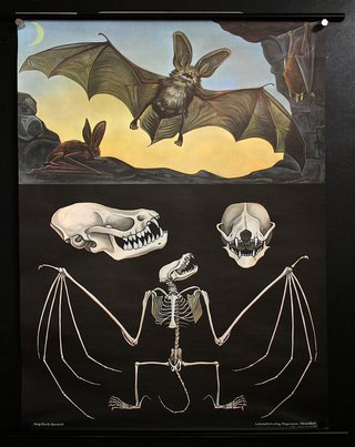 a poster with skeleton and bats