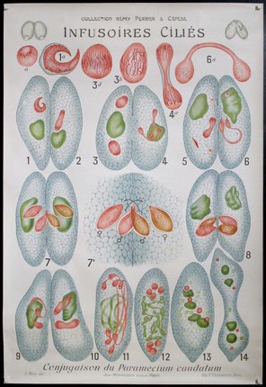 a diagram of cells and cells