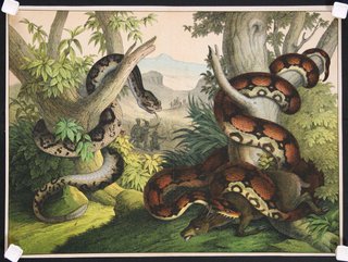 a group of snakes in a forest