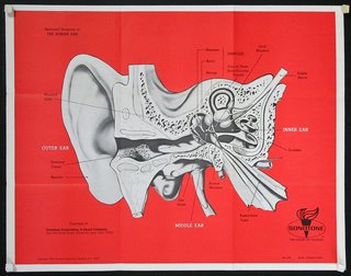 a diagram of the ear