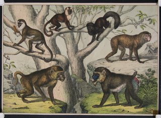 a group of monkeys in a tree