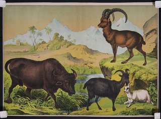 a group of animals in a landscape