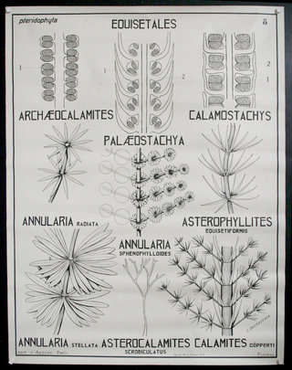 a poster with different types of plants