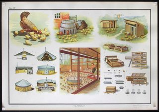 a poster with different stages of chicken farming
