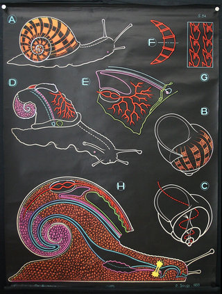 a poster with different types of snails