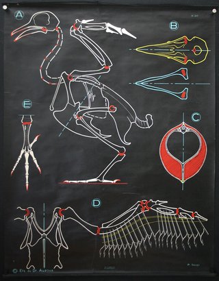 a black board with different types of bones