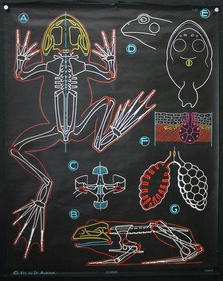 a diagram of a frog skeleton