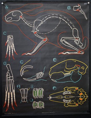 a diagram of a dinosaur skeleton