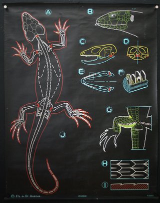 a diagram of a lizard