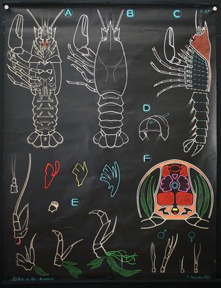 a black board with different types of lobsters
