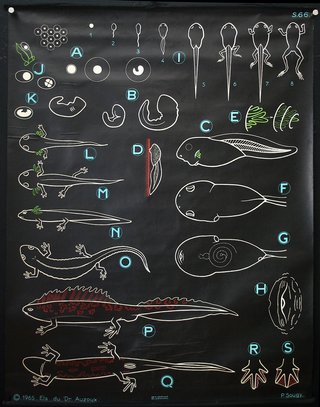 a black board with different types of animals