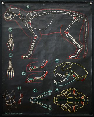 a diagram of a dog skeleton