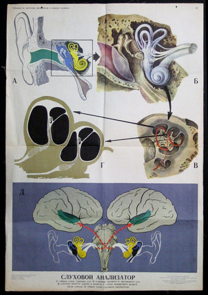 a diagram of the human brain