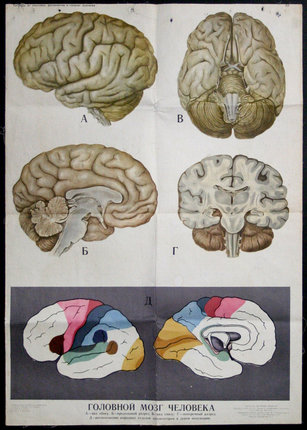 a poster of the human brain