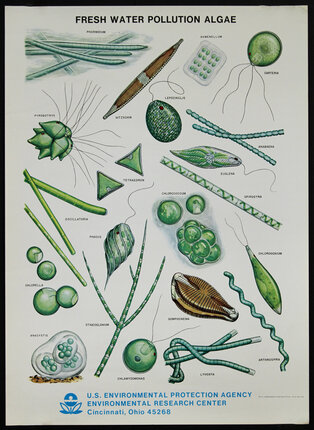 a diagram of different types of organisms