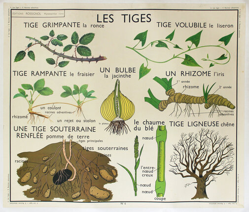 a poster with plants and roots