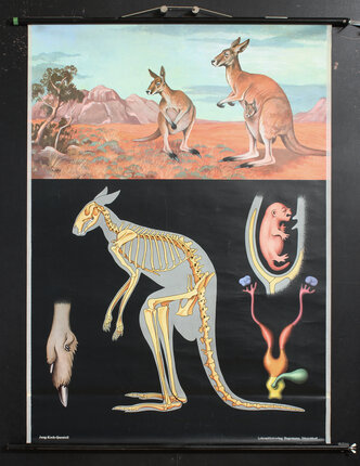 a poster with kangaroos and an animal skeleton