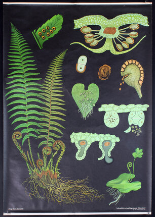 a poster with different plants and objects on it