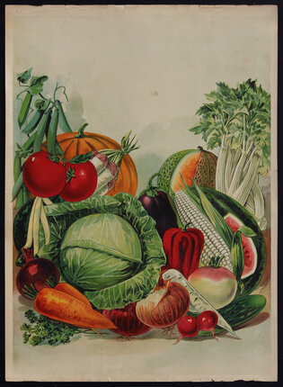 Illustration of vegetables and fruits